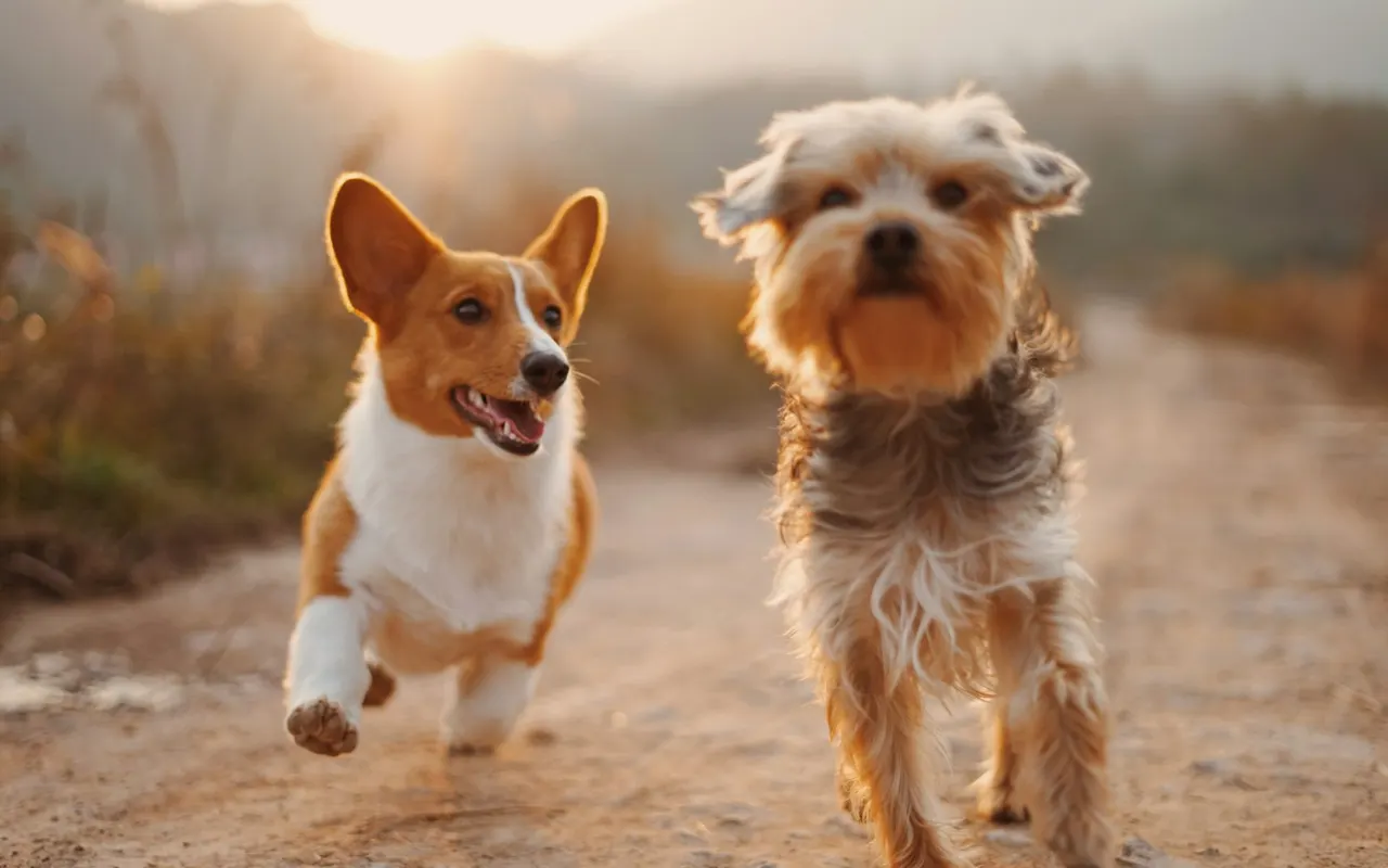 Two dogs running toward the camera on a dirt path