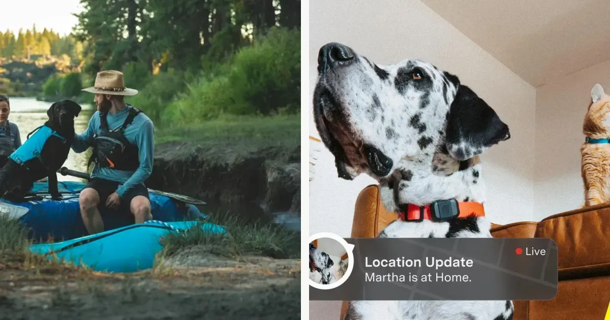 Trail dog harnesses and GPS collars from official pet storefronts