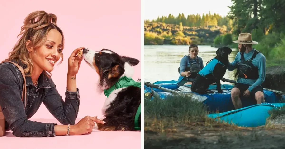 City and trail dog harnesses from official pet storefronts