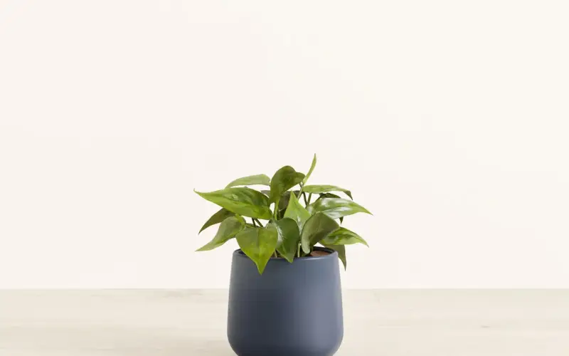 easyplant Home store cover