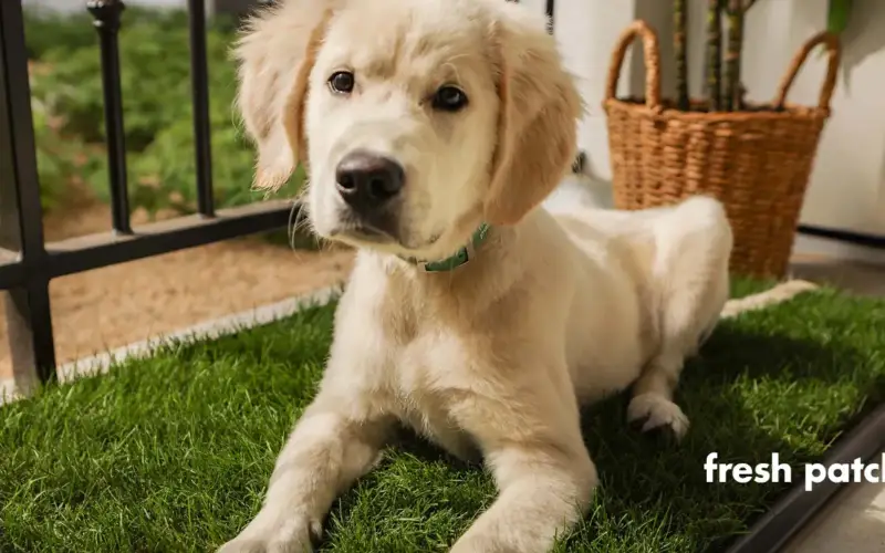Fresh Patch Pets store cover