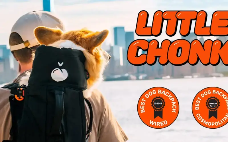 Little Chonk Pets store cover