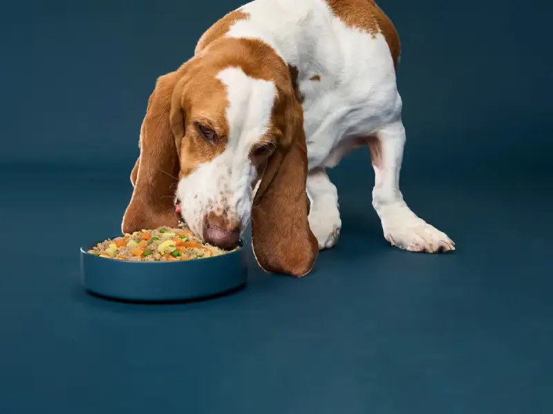 Nom Nom Pets store cover
