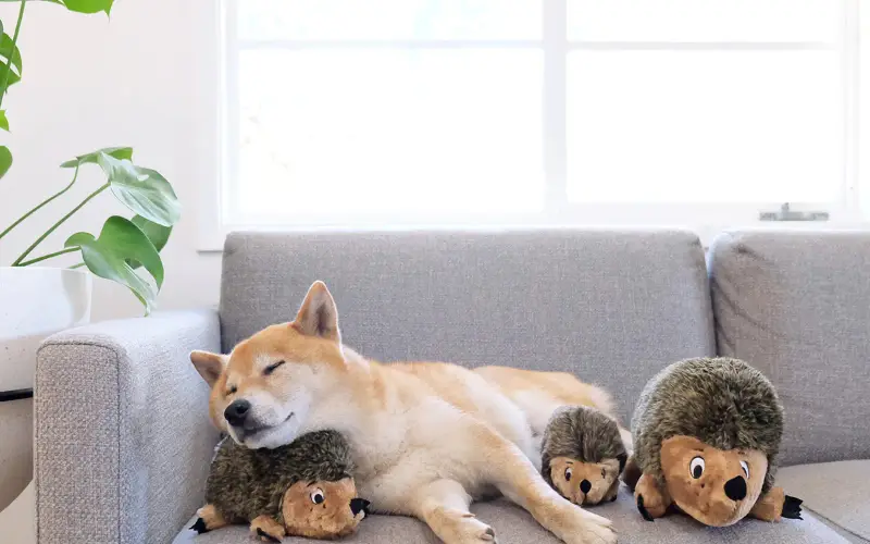Outward Hound Pets store cover