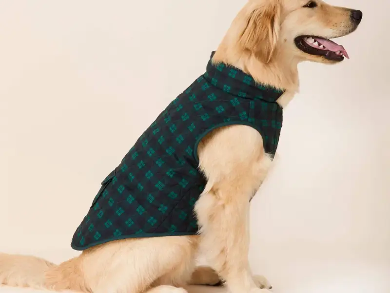 The Foggy Dog Pets store cover