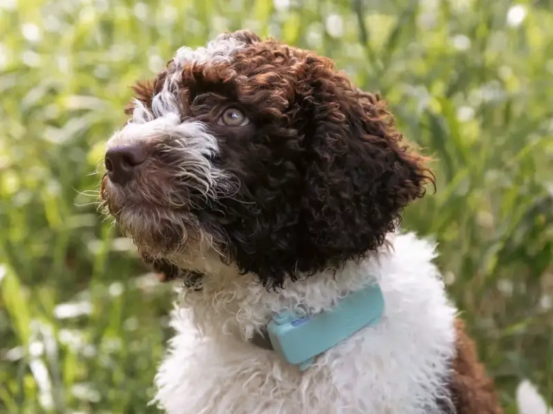 Tractive Pets store cover